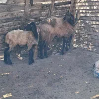 بره نر جوان|حیوانات مزرعه|مینودشت, |دیوار