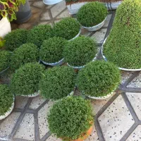 سبزه|گل و گیاه طبیعی|کوهدشت, |دیوار