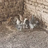 جوجه