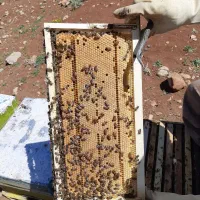 عسل طبیعی عوالان|خوردنی و آشامیدنی|سنندج, |دیوار