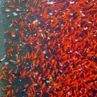 ماهی قرمز|ماهی|دزفول, |دیوار