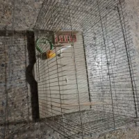 قفس بزرگ|لوازم جانبی حیوانات|دوگنبدان, |دیوار