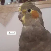گمشده عروس هلندی در منطقه بیلانکوه