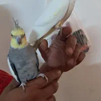 جفت عروس هلندی مولد