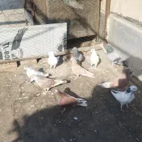 کبوتر غریب گیری