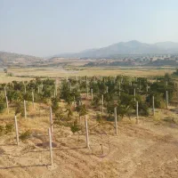 باغ انگور کشاورزی