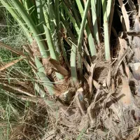 پاجوش استعمران وزاهدی
