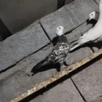 کفتر کله ماستی کلا صالم و سرحال