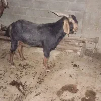 پازن داشتی گله