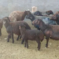 میش|حیوانات مزرعه|سبزوار, کاشفی شمالی (دادگستری)|دیوار