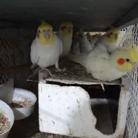 عروس هلندی لوتینیو