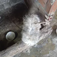 سگ پاکوتاه بالغ|سگ|ارطه, |دیوار