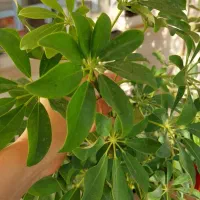 شفلرای بزرگ و سالم