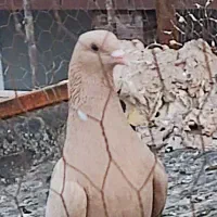 زرد کرمونی  و زرد دم سفید سار سرور|پرنده|مشهد, ادیب نیشابوری (شهرک غرب)|دیوار