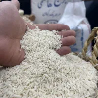 برنج هاشمی عمده
