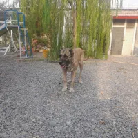 سگ سرابی|سگ|اراک, |دیوار