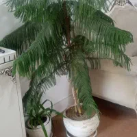 کاج مطبق|گل و گیاه طبیعی|نیشابور, شهید بهشتی|دیوار