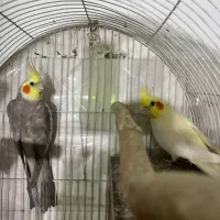 عروس هلندی نر و ماده(یک جفت عروس هلندی)
