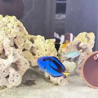 ماهی آبشور بلوتانگ بلوتانک کرومیس سبز