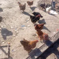 مرغ تخم گذار جوان