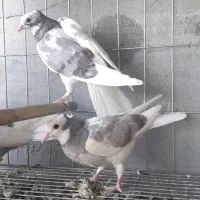 کبوتریاکفتر طوقی|پرنده|قم, خداکرم|دیوار