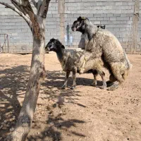 قوچ سوز بختیاری|حیوانات مزرعه|شیراز, سعدیه شمالی|دیوار