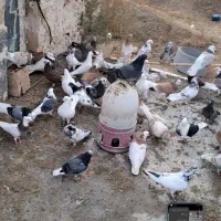 کفتر پرشی و نما معاوضه با پلاکی