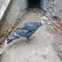 بوقلمون ماده برنز محلی|حیوانات مزرعه|زابل, |دیوار