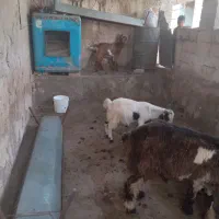 فروش بیگ و بره