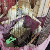 عروس هلندی|پرنده|بوئین زهرا, |دیوار