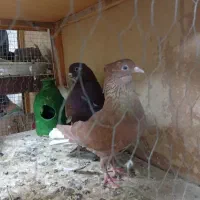 کفتر ساعتی دونسته