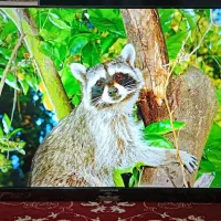 ال‌ای‌دی هوشمند فورکی ۵۵ اینچ