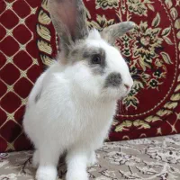 خرگوش خانگی  نر و ماده نژاد لوپ و معمولی|موش و خرگوش|هریس, |دیوار