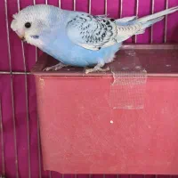 دو عدد جوجه مرغ عشق کاکلی اسپانگل