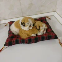 عروسک|اسباب‌‌بازی|اهر, |دیوار
