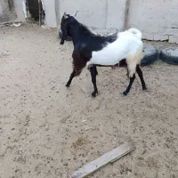 چبش پاکستانی