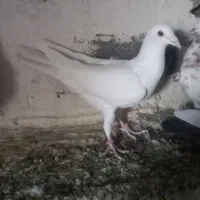 کبوتر|پرنده|زاهدان, |دیوار