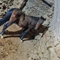 کره اسب|اسب و تجهیزات اسب‌سواری|داران, |دیوار