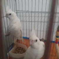 طوطی عروس البینو بدون لپ نر|پرنده|رشت, آب آسیاب|دیوار