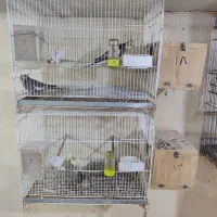 ۲ جفت مولد|پرنده|تالش, طولارود|دیوار