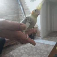 یه دوست کوچولو منتظرته