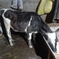 لیشه دورگ|حیوانات مزرعه|رشت, آب آسیاب|دیوار