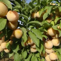 خرید نهال با کیفیت و تضمین شده|خدمات باغبانی و درختکاری|شبستر, |دیوار