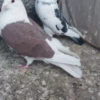 کبوتر پشت گراف المانی|پرنده|مشهد, نیزه|دیوار