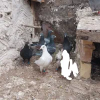 پابند کبوتر|بدلیجات|فردوس (خراسان), |دیوار