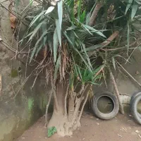 درخت بزرگ یوکا و درخت پالم واشنگتن