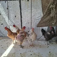 مرغ تخم گذار