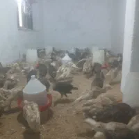 بوقلمون برنز وبوربرون۳/۵ماه  واکسن خورده