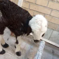 بره شیری|حیوانات مزرعه|حمیدیا, |دیوار