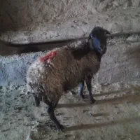 قیچی کردن پشم گوسفندان